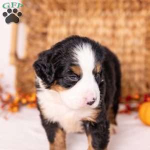 Ria, Bernese Mountain Dog Puppy